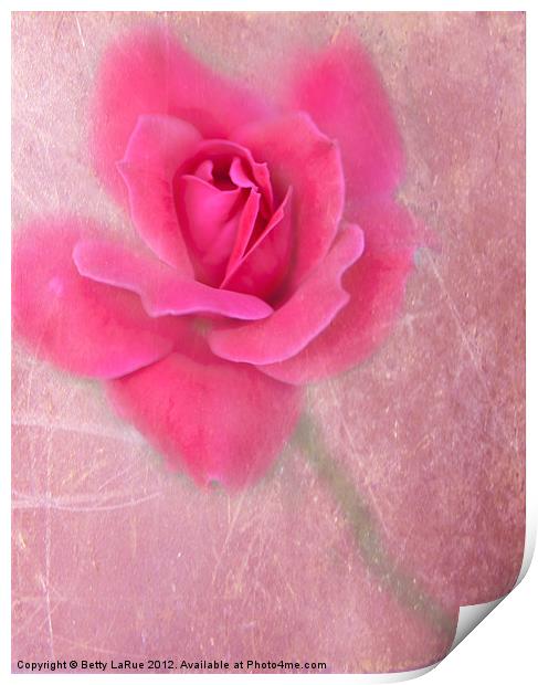 Pink Rose Print by Betty LaRue