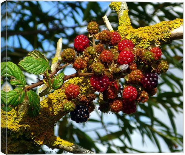 cluster of blackberries Canvas Print by Paula Palmer canvas