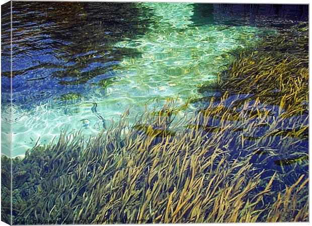 EEL Grass Filter Canvas Print by Susan Medeiros