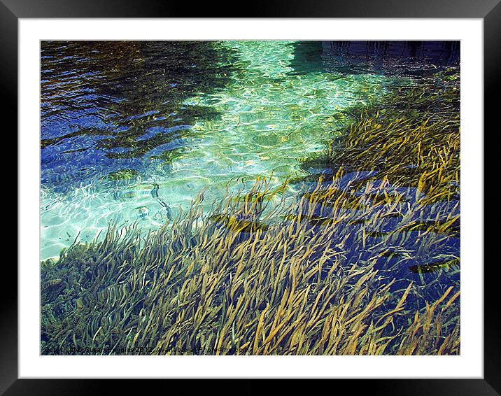 EEL Grass Filter Framed Mounted Print by Susan Medeiros