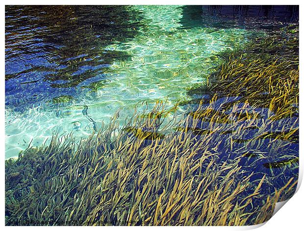 EEL Grass Filter Print by Susan Medeiros