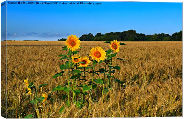 Sunflowers Growing in a Field of Barley Canvas Print by Louise Heusinkveld