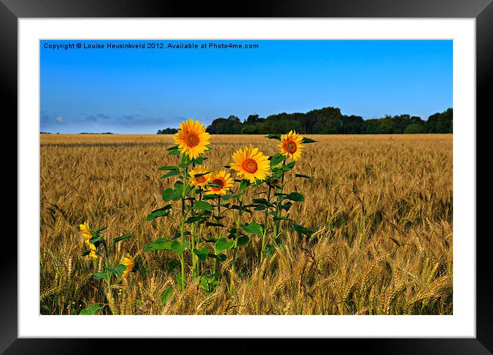 Sunflowers Growing in a Field of Barley Framed Mounted Print by Louise Heusinkveld