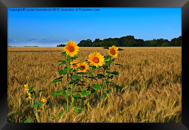 Sunflowers Growing in a Field of Barley Framed Print by Louise Heusinkveld