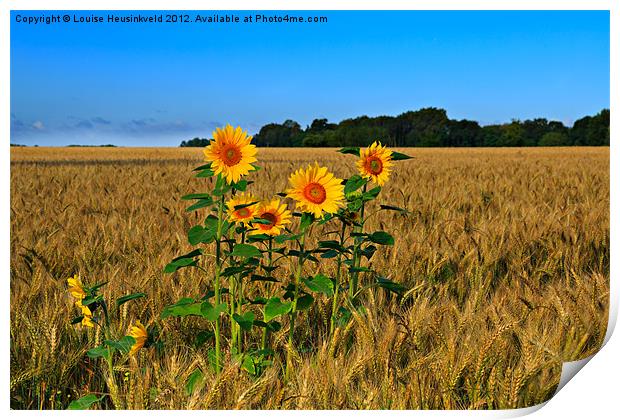 Sunflowers Growing in a Field of Barley Print by Louise Heusinkveld