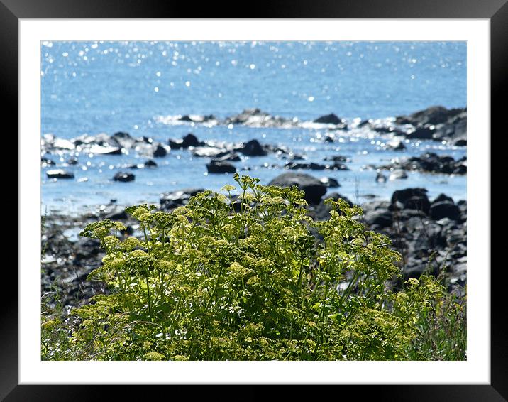 Along The Shoreline Framed Mounted Print by Noreen Linale