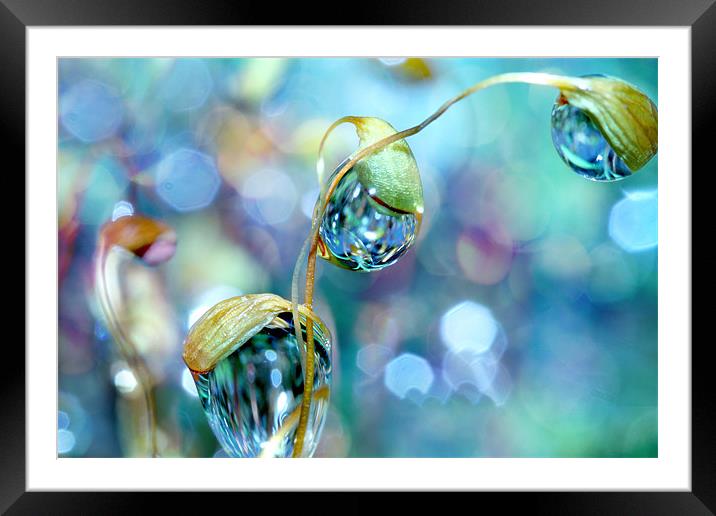 Rainbow Moss Drops Framed Mounted Print by Sharon Johnstone