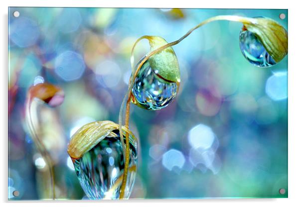 Rainbow Moss Drops Acrylic by Sharon Johnstone