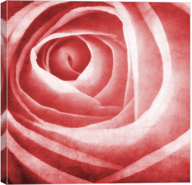 the beauty of the rose Canvas Print by meirion matthias