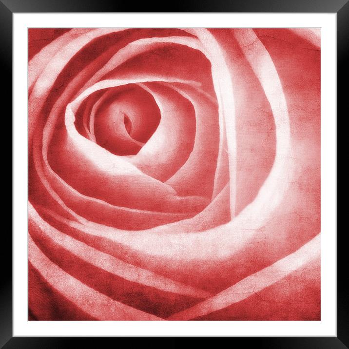 the beauty of the rose Framed Mounted Print by meirion matthias