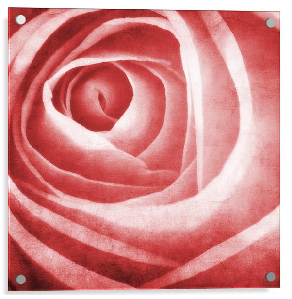 the beauty of the rose Acrylic by meirion matthias