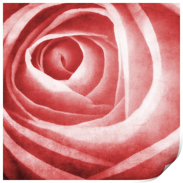 the beauty of the rose Print by meirion matthias