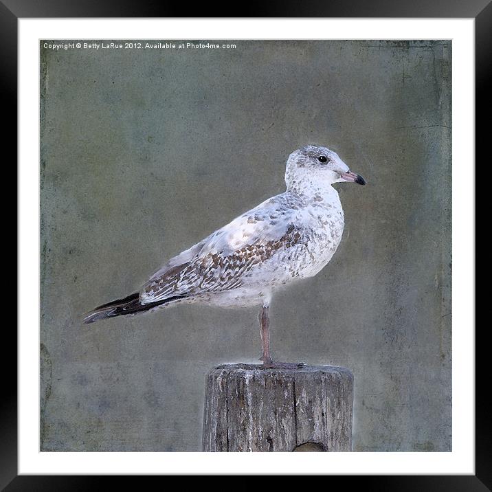 White Speckled Seagull Framed Mounted Print by Betty LaRue