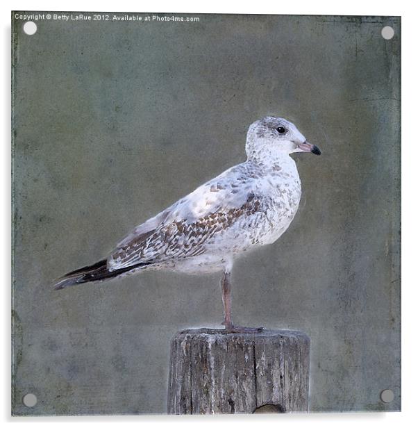 White Speckled Seagull Acrylic by Betty LaRue