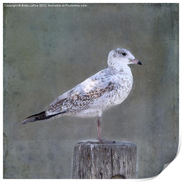 White Speckled Seagull Print by Betty LaRue