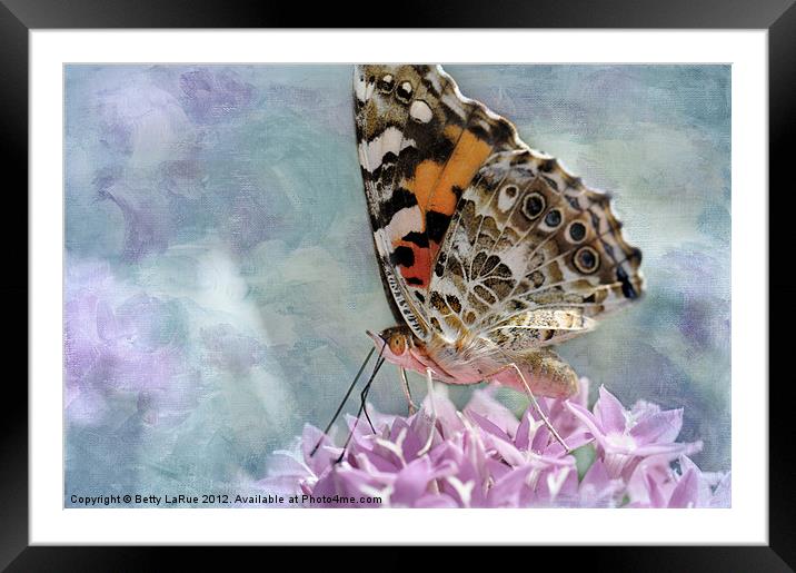 Painted Lady Butterfly Framed Mounted Print by Betty LaRue