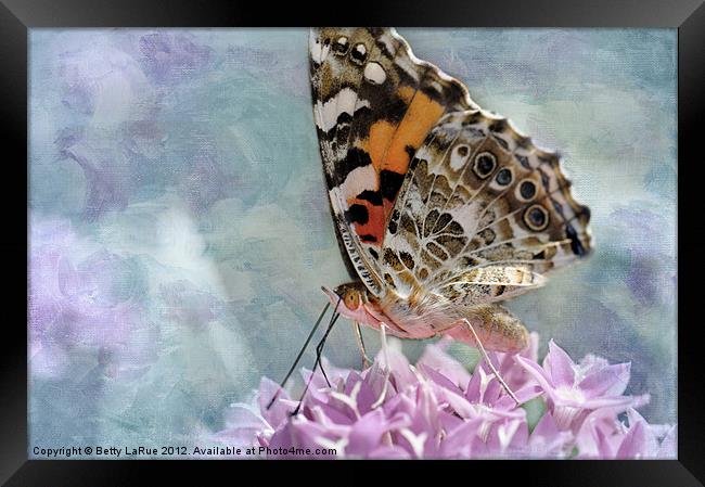 Painted Lady Butterfly Framed Print by Betty LaRue