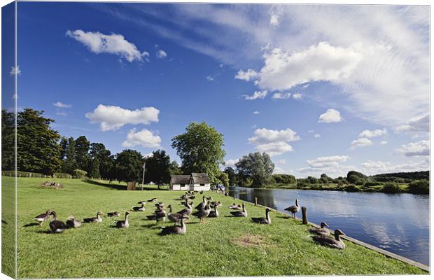 Sun Bathing Geese in Coltishall Canvas Print by Paul Macro