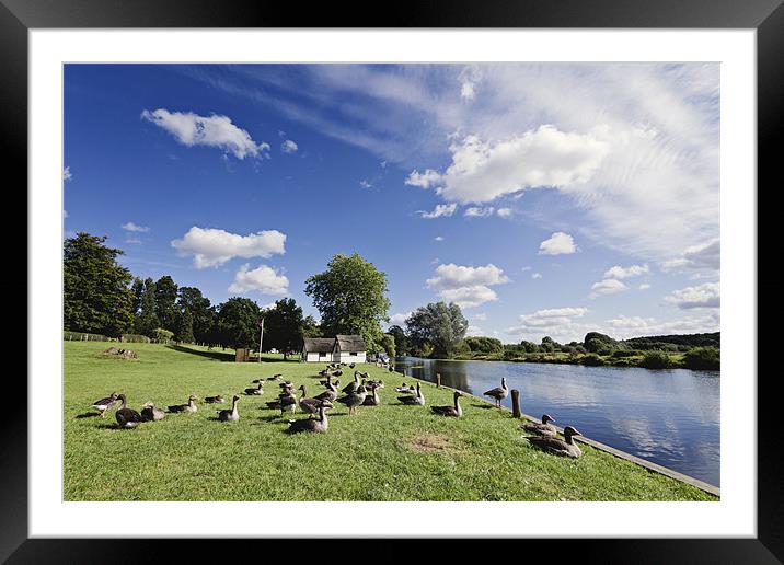 Sun Bathing Geese in Coltishall Framed Mounted Print by Paul Macro