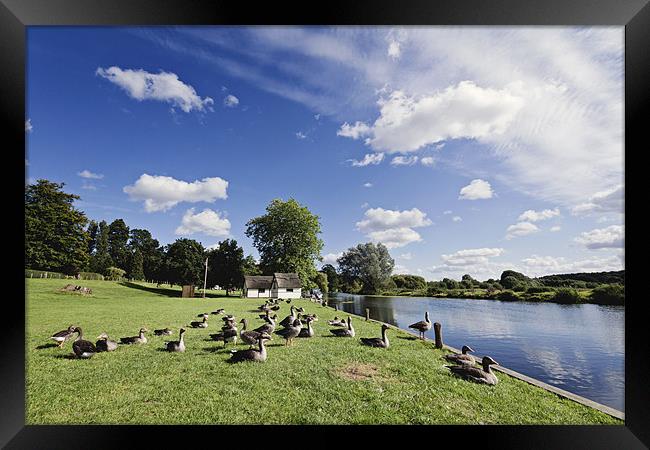 Sun Bathing Geese in Coltishall Framed Print by Paul Macro
