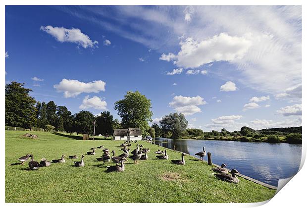 Sun Bathing Geese in Coltishall Print by Paul Macro