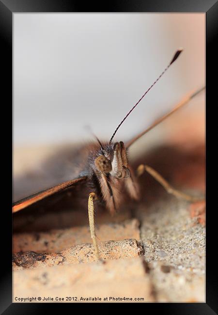 Red Admiral Framed Print by Julie Coe