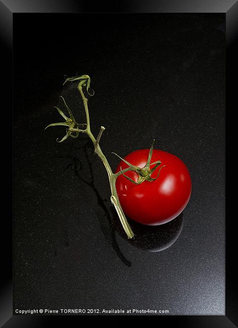 Red tomato in branch Framed Print by Pierre TORNERO