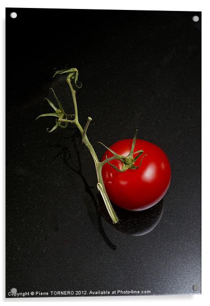 Red tomato in branch Acrylic by Pierre TORNERO