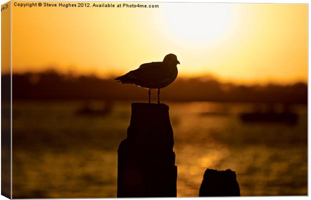 Resting at Sunset Canvas Print by Steve Hughes