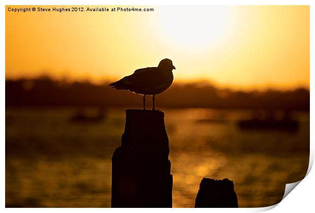 Resting at Sunset Print by Steve Hughes