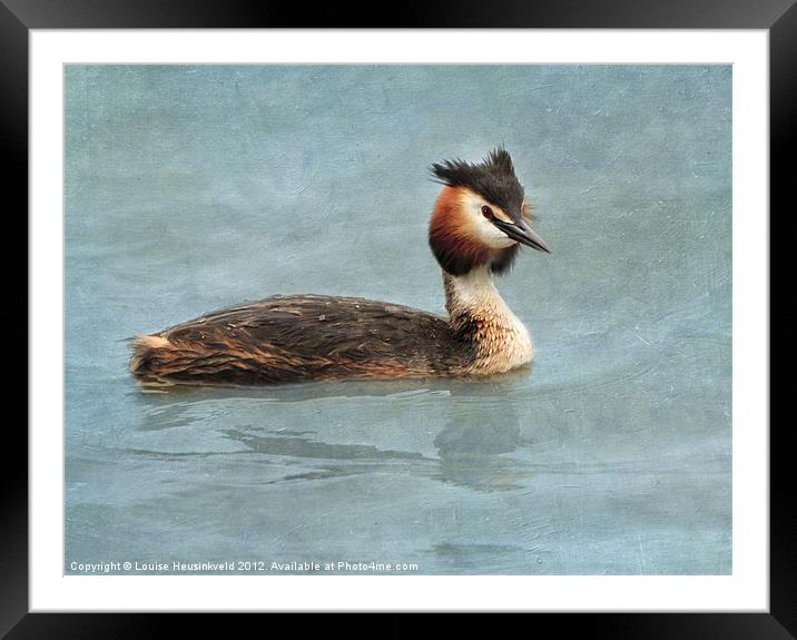 Great Crested Grebe Framed Mounted Print by Louise Heusinkveld