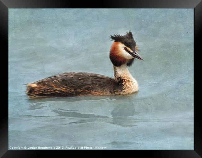 Great Crested Grebe Framed Print by Louise Heusinkveld
