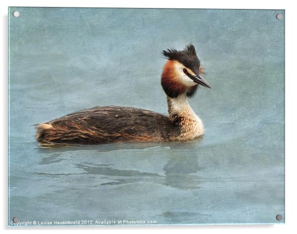 Great Crested Grebe Acrylic by Louise Heusinkveld