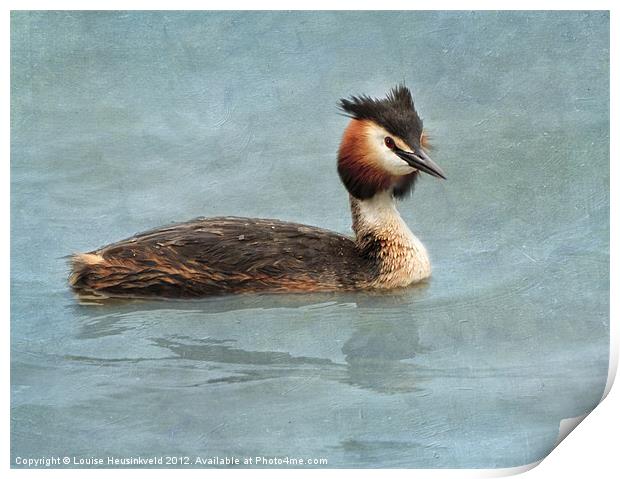 Great Crested Grebe Print by Louise Heusinkveld