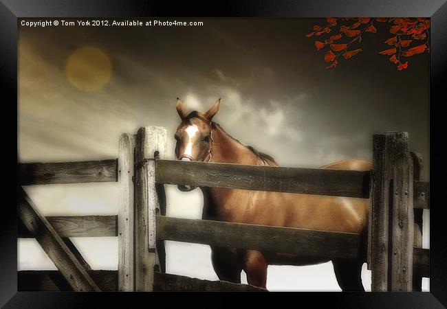 IN THE CORRAL Framed Print by Tom York