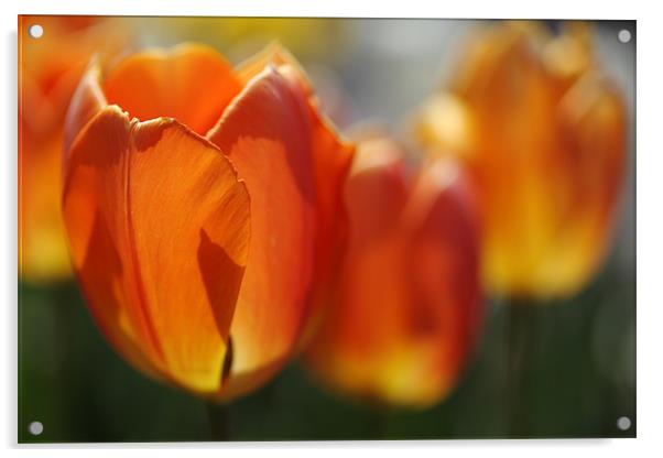 Burning Orange Tulips in Spring Acrylic by Nicholas Burningham
