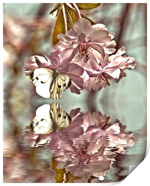 Vintage reflections Print by Sharon Lisa Clarke