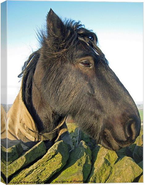 DO YOU LIKE MY PROFILE Canvas Print by malcolm fish