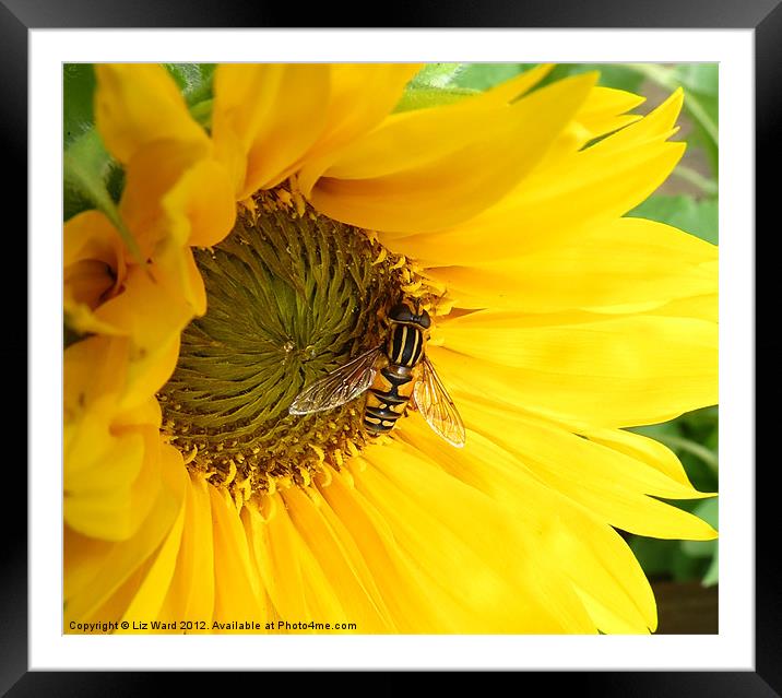 Sunflower Visitor Framed Mounted Print by Liz Ward