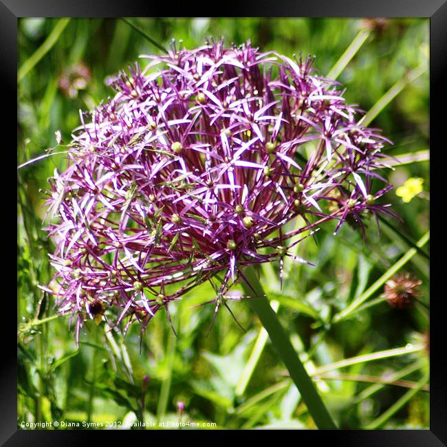 Allium in Bloom Framed Print by Diana Symes