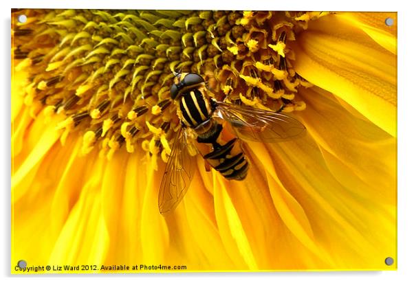 Sunflower visitor 2 Acrylic by Liz Ward
