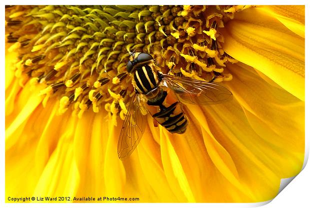 Sunflower visitor 2 Print by Liz Ward