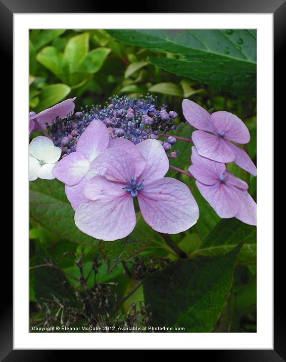 Sweet Purple! Framed Mounted Print by Eleanor McCabe