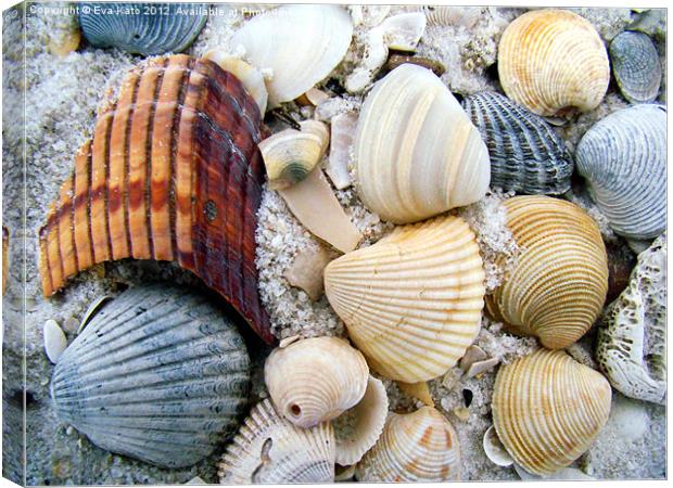 Sea Shells on Beach Canvas Print by Eva Kato