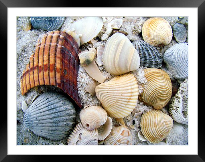 Sea Shells on Beach Framed Mounted Print by Eva Kato