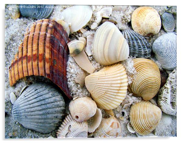 Sea Shells on Beach Acrylic by Eva Kato