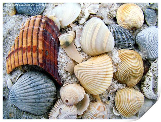 Sea Shells on Beach Print by Eva Kato