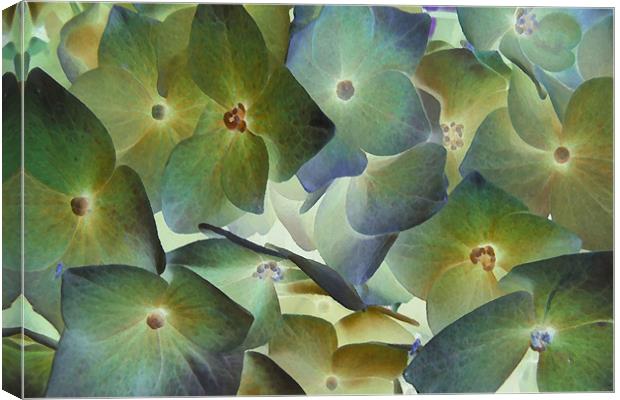 hydrangea dreams Canvas Print by Heather Newton