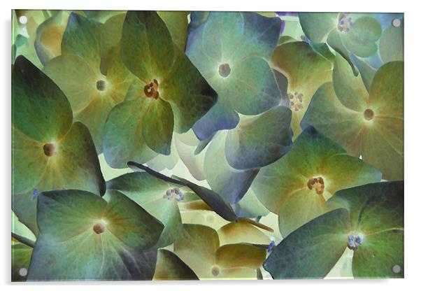 hydrangea dreams Acrylic by Heather Newton