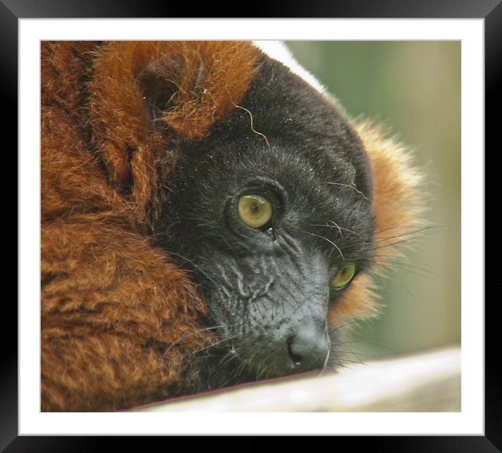 Watchful Lemur Framed Mounted Print by Sam Jowett